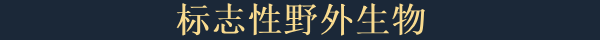 拉力赛艺术/art of rally